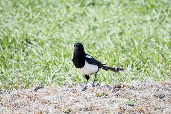 カササギ 佐賀県佐賀市 2022年2月27日(日)