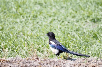 カササギ 佐賀県佐賀市 2022年2月27日(日)