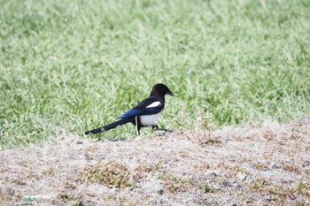 Eurasian Magpie 佐賀県佐賀市 Sun, 2/27/2022