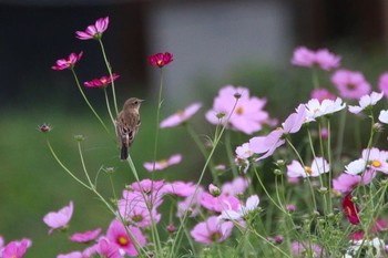 ノビタキ 場所が不明 2017年10月4日(水)