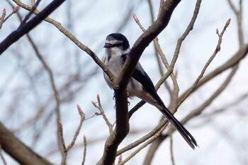 リュウキュウサンショウクイ 片倉城跡公園 2022年2月27日(日)