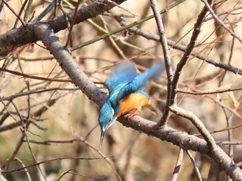 カワセミ 水元公園 2022年2月27日(日)