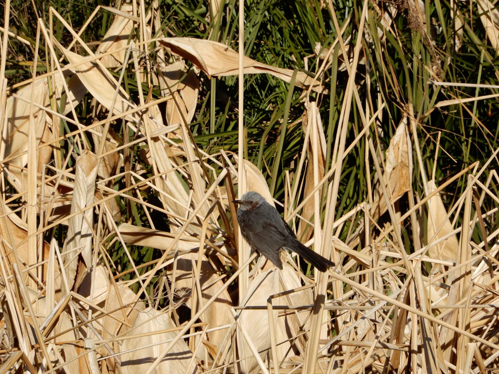 Brown-eared Bulbul