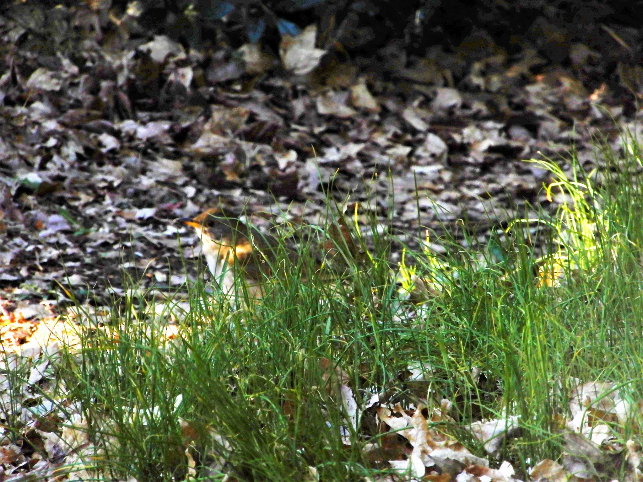 Pale Thrush