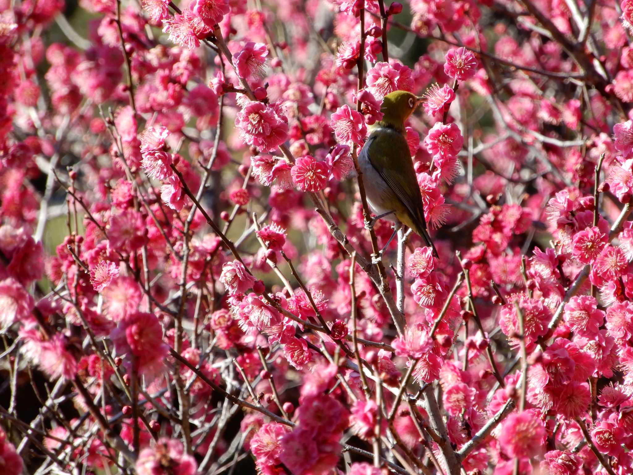 Warbling White-eye