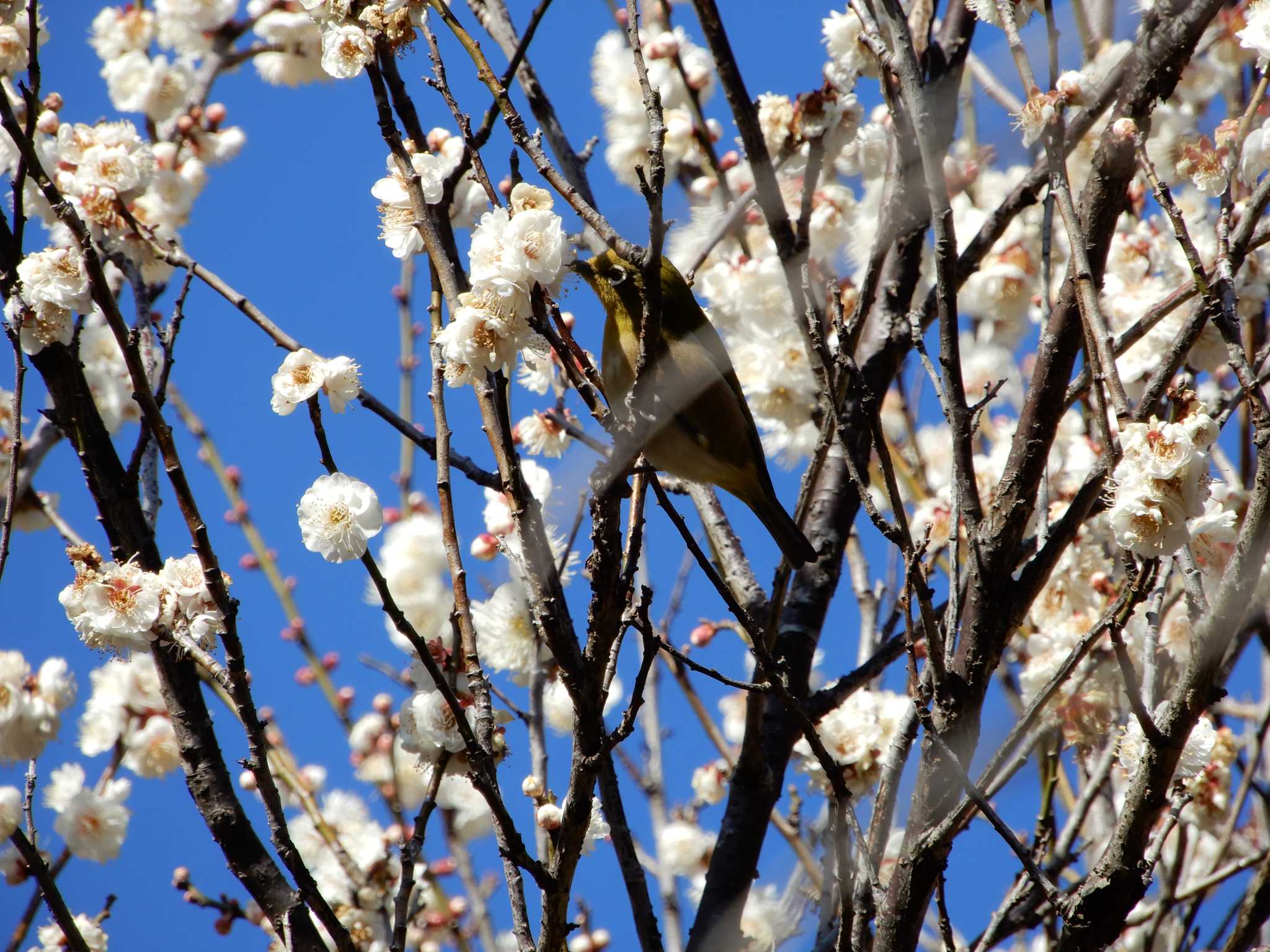 Warbling White-eye