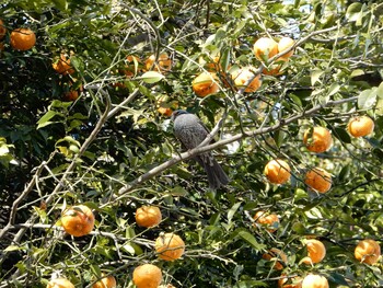 ヒヨドリ 小石川植物園 2022年2月27日(日)