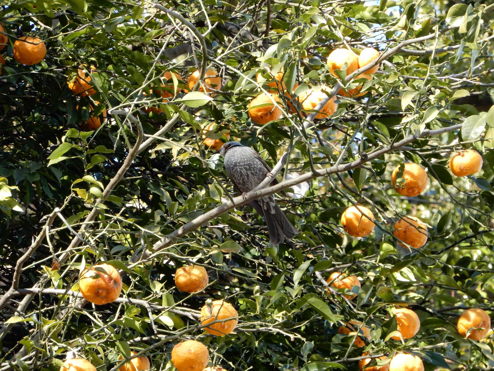 小石川植物園 ヒヨドリの写真 by morinokotori