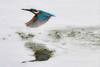 Common Kingfisher 近所の河川 Sun, 2/13/2022