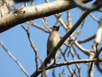 2022年2月27日(日) 天壇公園(北京)の野鳥観察記録