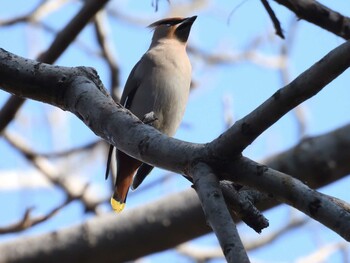 Bohemian Waxwing 天壇公園(北京) Sun, 2/27/2022