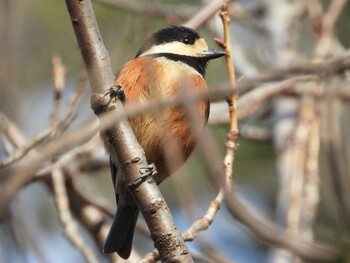 ヤマガラ 秋ヶ瀬公園(野鳥の森) 2022年2月26日(土)