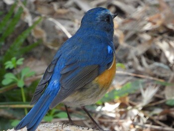 ルリビタキ 秋ヶ瀬公園(野鳥の森) 2022年2月26日(土)