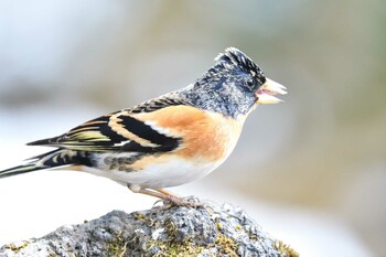 Brambling 西湖野鳥の森公園 Tue, 2/22/2022