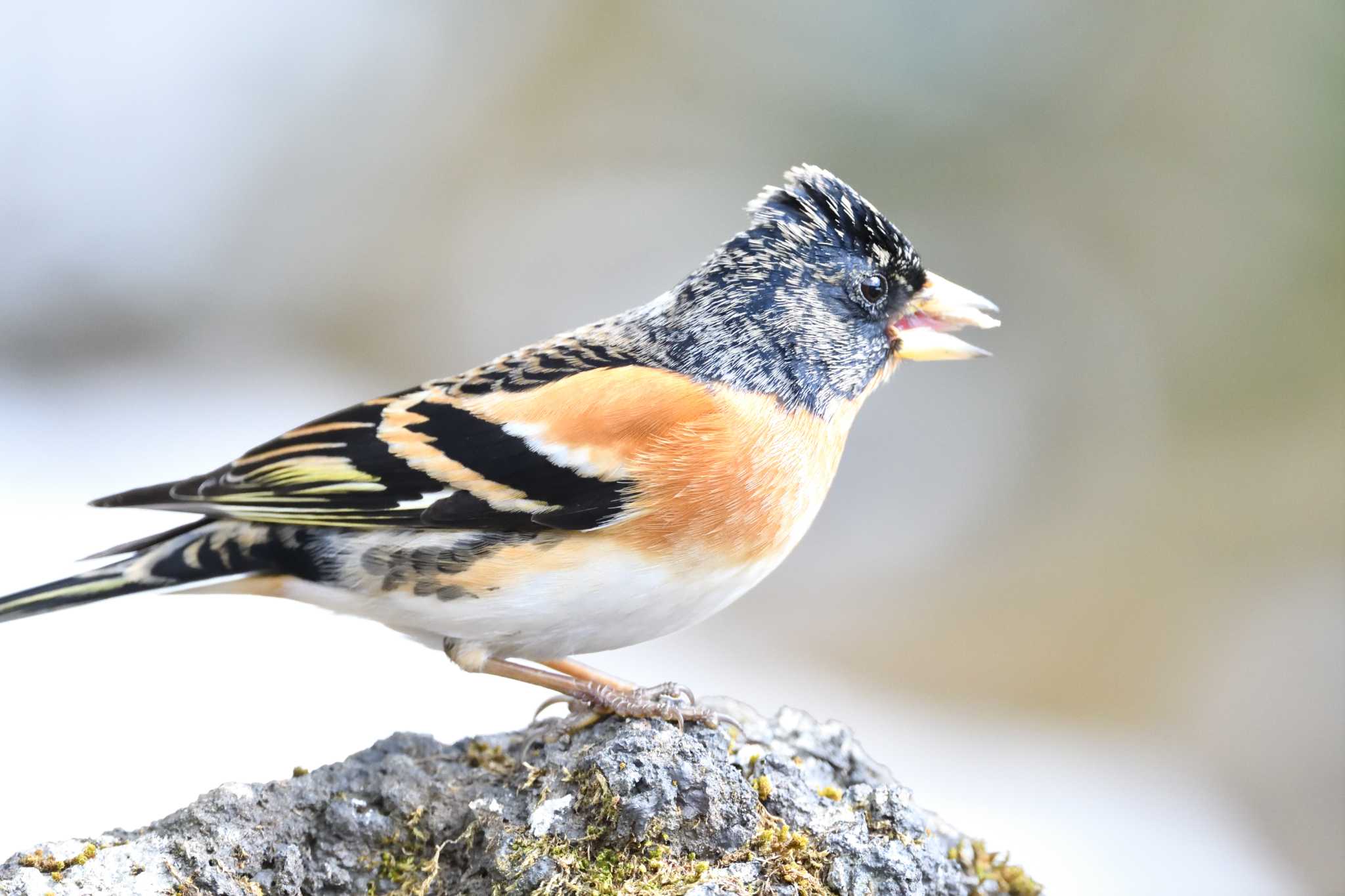 Photo of Brambling at 西湖野鳥の森公園 by tantan