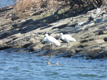 2022年2月27日(日) 葛西臨海公園の野鳥観察記録