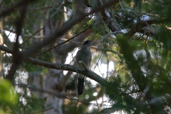 Eurasian Jay Kodomo Shizen Park Sun, 2/27/2022