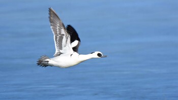 2022年2月27日(日) 佐久広域(笠取峠・杉の木貯水池・滑津川)の野鳥観察記録