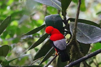 Andean Cock-of-the-rock