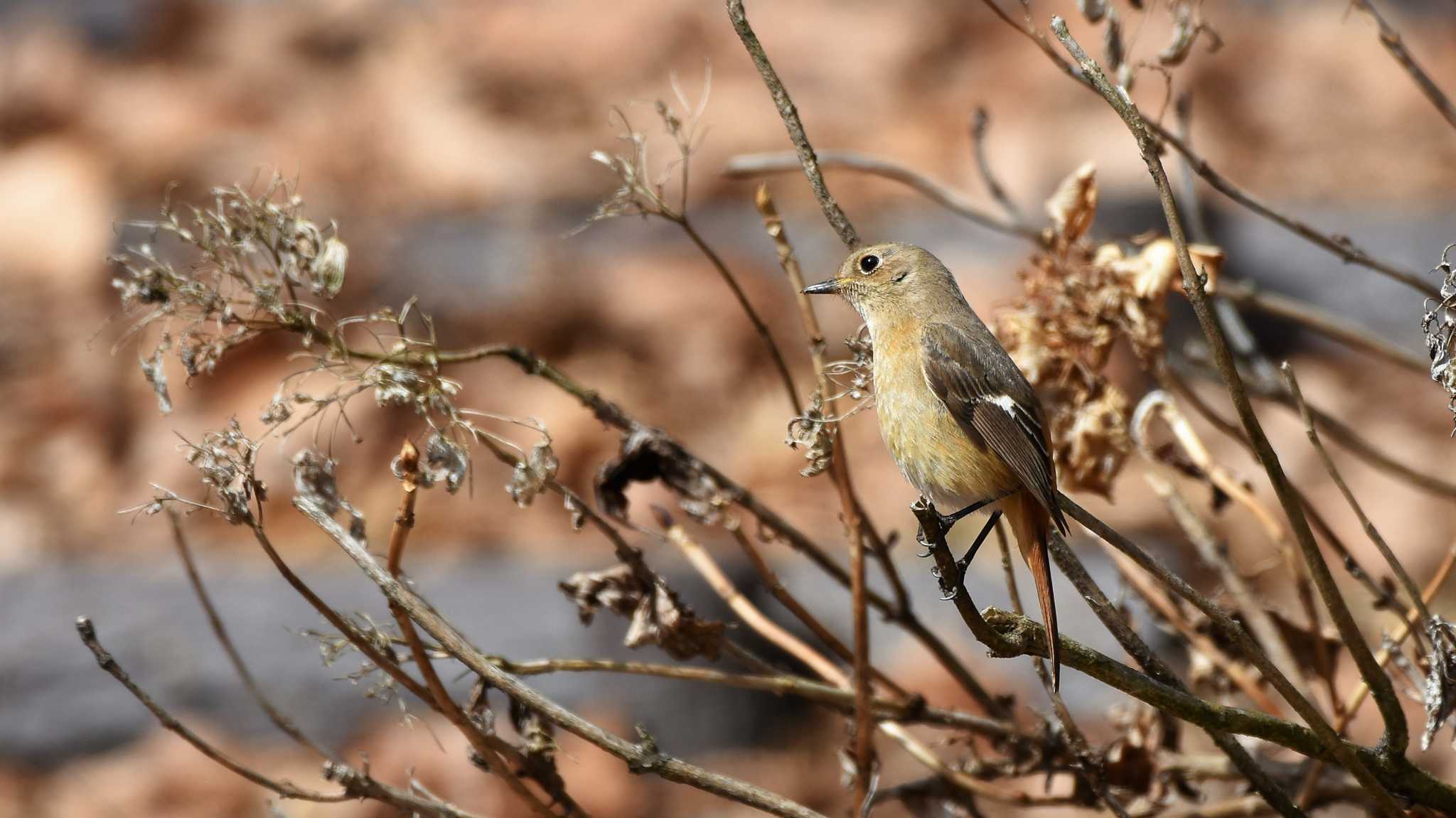 佐久広域(笠取峠・杉の木貯水池・滑津川) ジョウビタキの写真 by ao1000