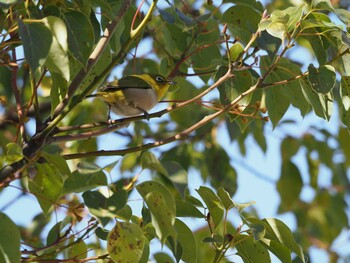 Warbling White-eye 和歌山市 Sat, 2/26/2022