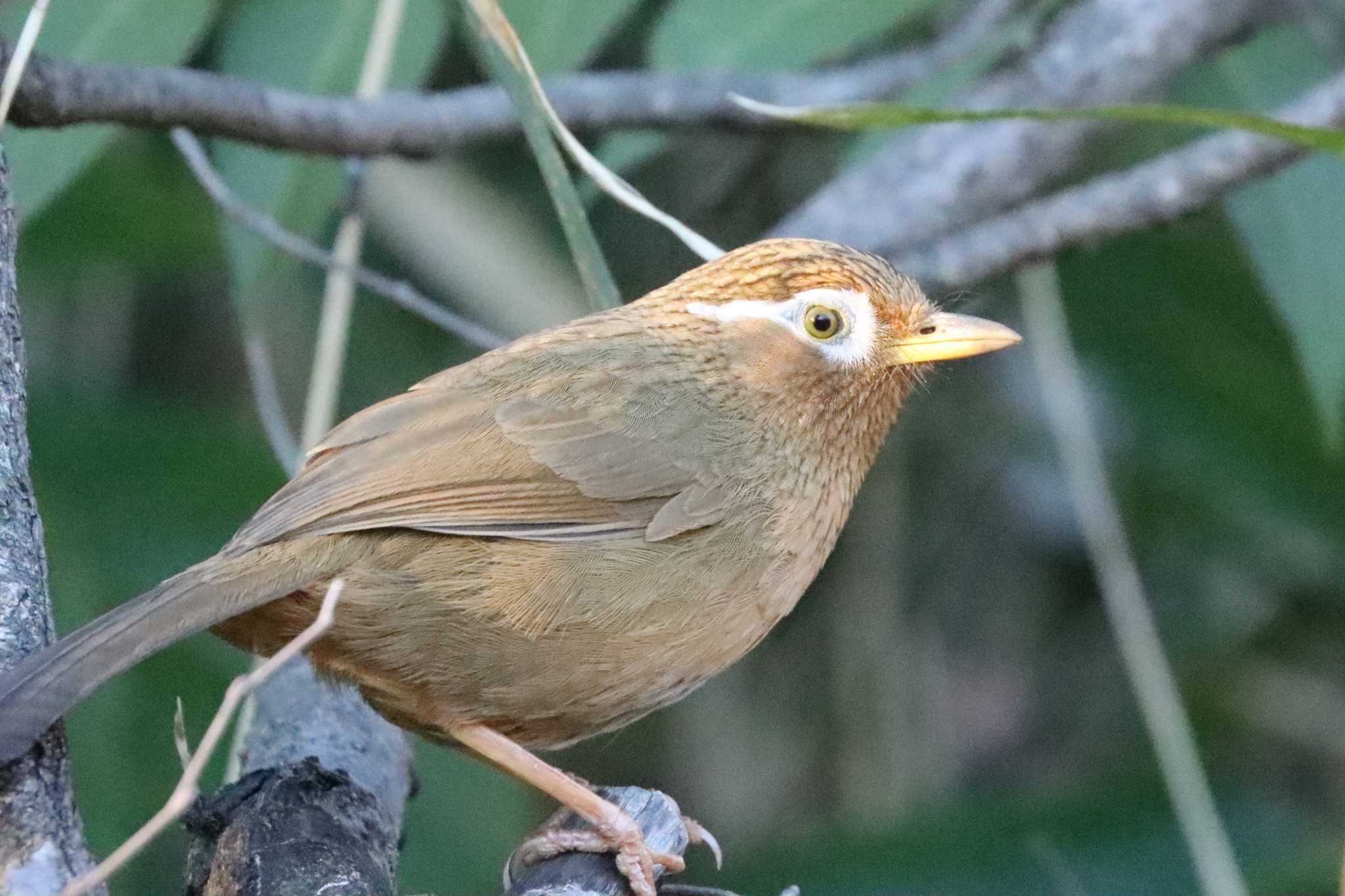 こども自然公園 (大池公園/横浜市) ガビチョウの写真 by ぼぼぼ