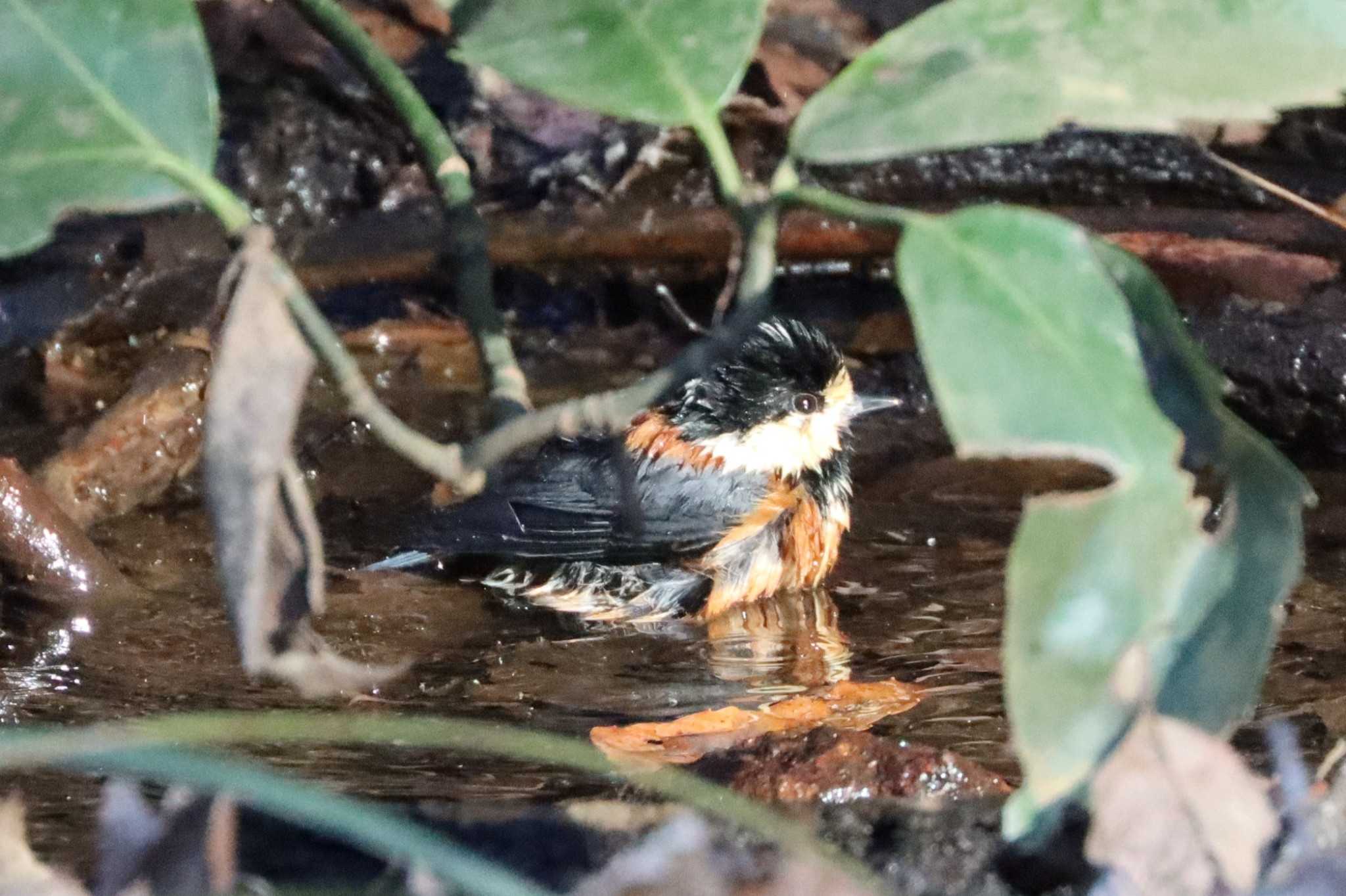 こども自然公園 (大池公園/横浜市) ヤマガラの写真 by ぼぼぼ