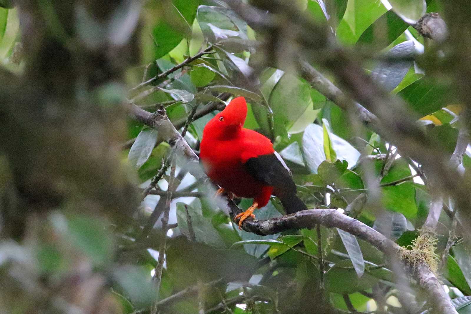 Photo of Andean Cock-of-the-rock at Mindo(Ecuador) by とみやん