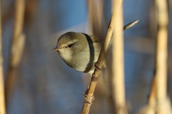 2022年2月27日(日) こども自然公園 (大池公園/横浜市)の野鳥観察記録