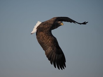 White-tailed Eagle 羅臼ネイチャークルーズ Fri, 2/11/2022