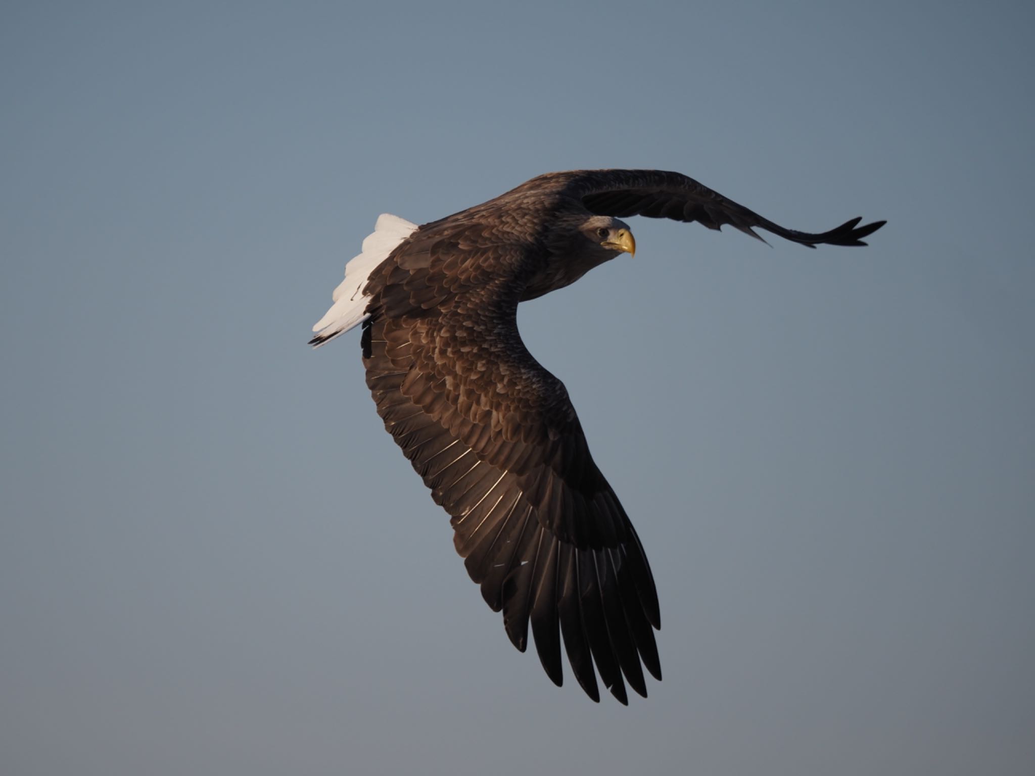 Photo of White-tailed Eagle at 羅臼ネイチャークルーズ by 孝一