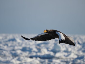 Steller's Sea Eagle 羅臼ネイチャークルーズ Fri, 2/11/2022