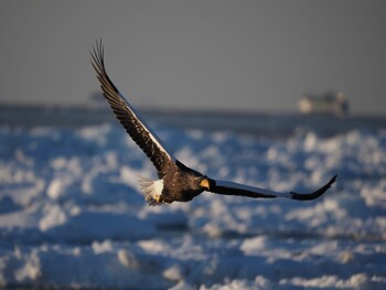 Steller's Sea Eagle 羅臼ネイチャークルーズ Fri, 2/11/2022