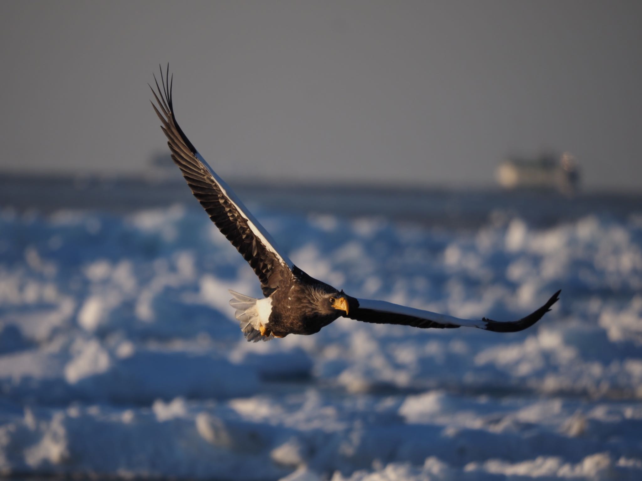 Photo of Steller's Sea Eagle at 羅臼ネイチャークルーズ by 孝一