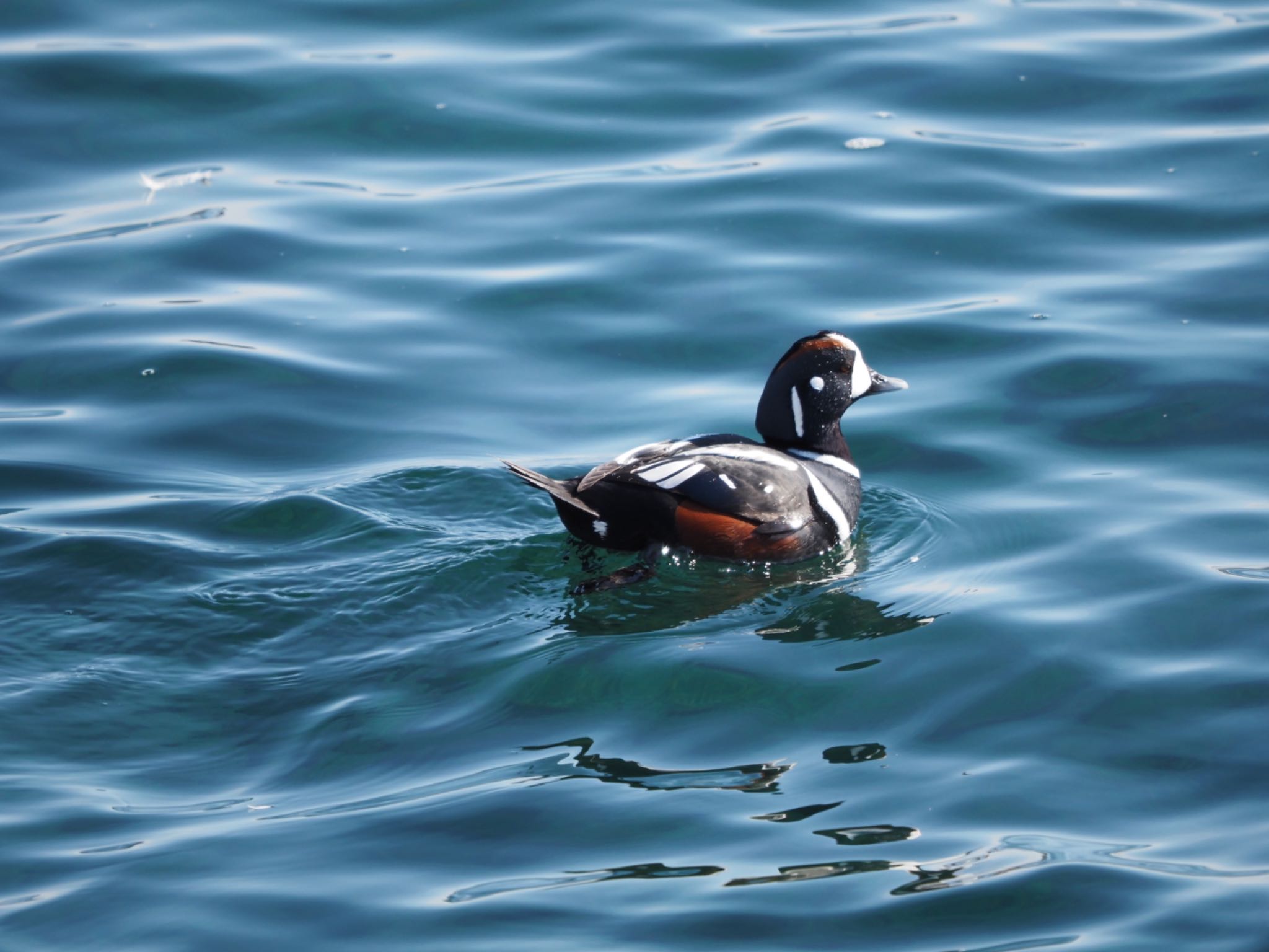 Photo of Harlequin Duck at 羅臼 by 孝一