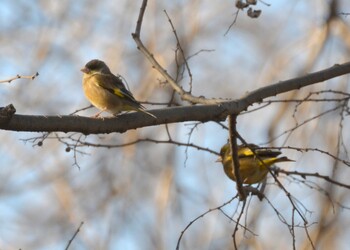 Grey-capped Greenfinch Akigase Park Sun, 2/27/2022