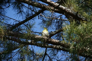 2022年2月26日(土) 奈良公園の野鳥観察記録