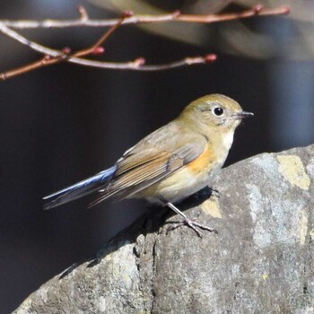 Red-flanked Bluetail Mt. Takao Sun, 2/27/2022