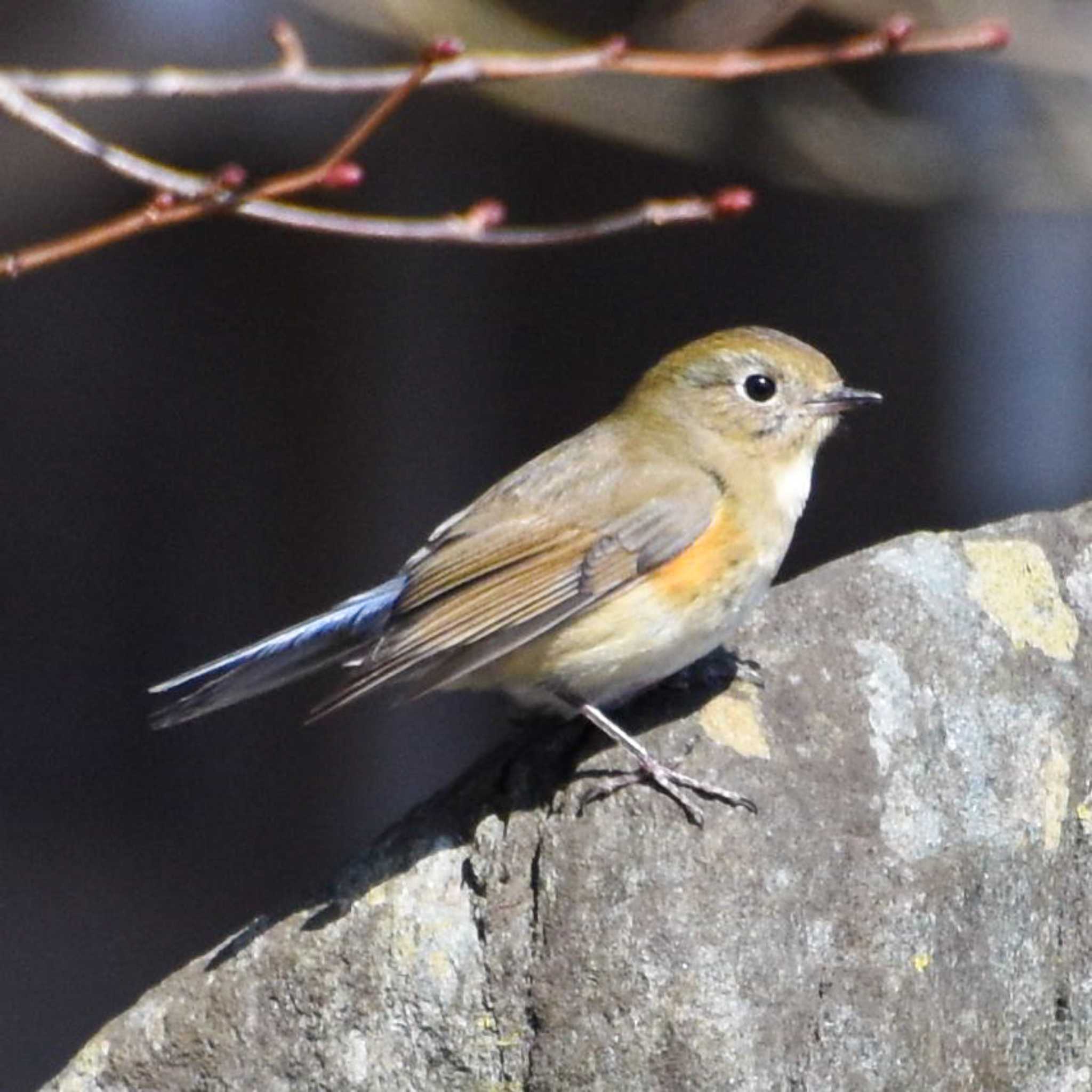 Photo of Red-flanked Bluetail at Mt. Takao by Mr.Quiet