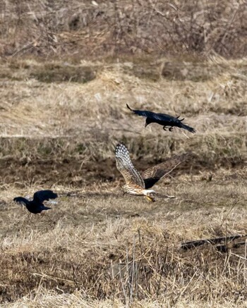 Hen Harrier 涸沼 Sun, 2/27/2022