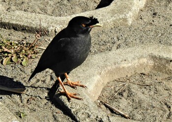 Sat, 1/22/2022 Birding report at 柏尾川