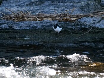 Japanese Wagtail 長瀞町、荒川沿い Sat, 2/26/2022