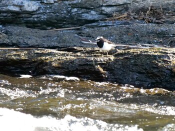 Japanese Wagtail 長瀞町、荒川沿い Sat, 2/26/2022