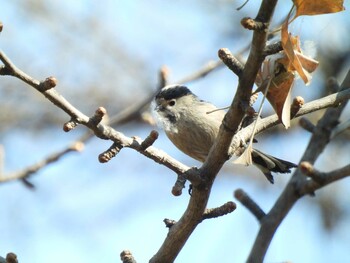 ギンノドエナガ 北京植物園(北京) 2022年2月26日(土)