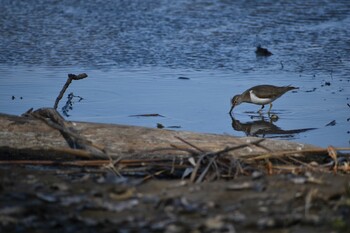 2022年2月27日(日) 祖父江ワイルドネイチャー緑地の野鳥観察記録