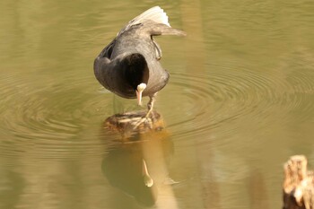 オオバン 三ツ池公園(横浜市鶴見区) 2022年1月29日(土)