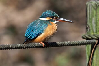 Common Kingfisher Machida Yakushiike Park Sat, 2/26/2022