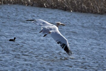 Great White Pelican Teganuma Sun, 2/27/2022