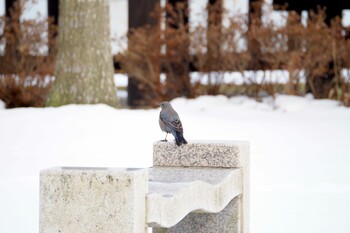 イソヒヨドリ 湖山池(鳥取市) 2022年2月8日(火)