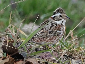 Rustic Bunting Oizumi Ryokuchi Park Sat, 2/26/2022